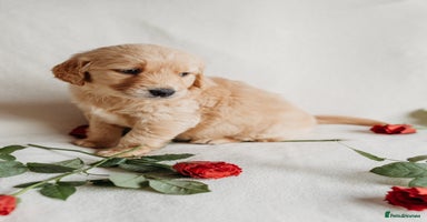 Golden Retriever dogs - Advert 14
