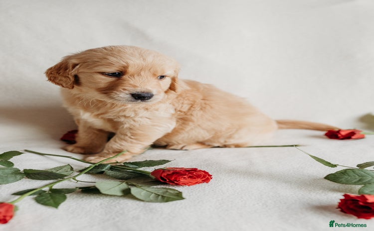 Golden Retriever dogs - Advert 3