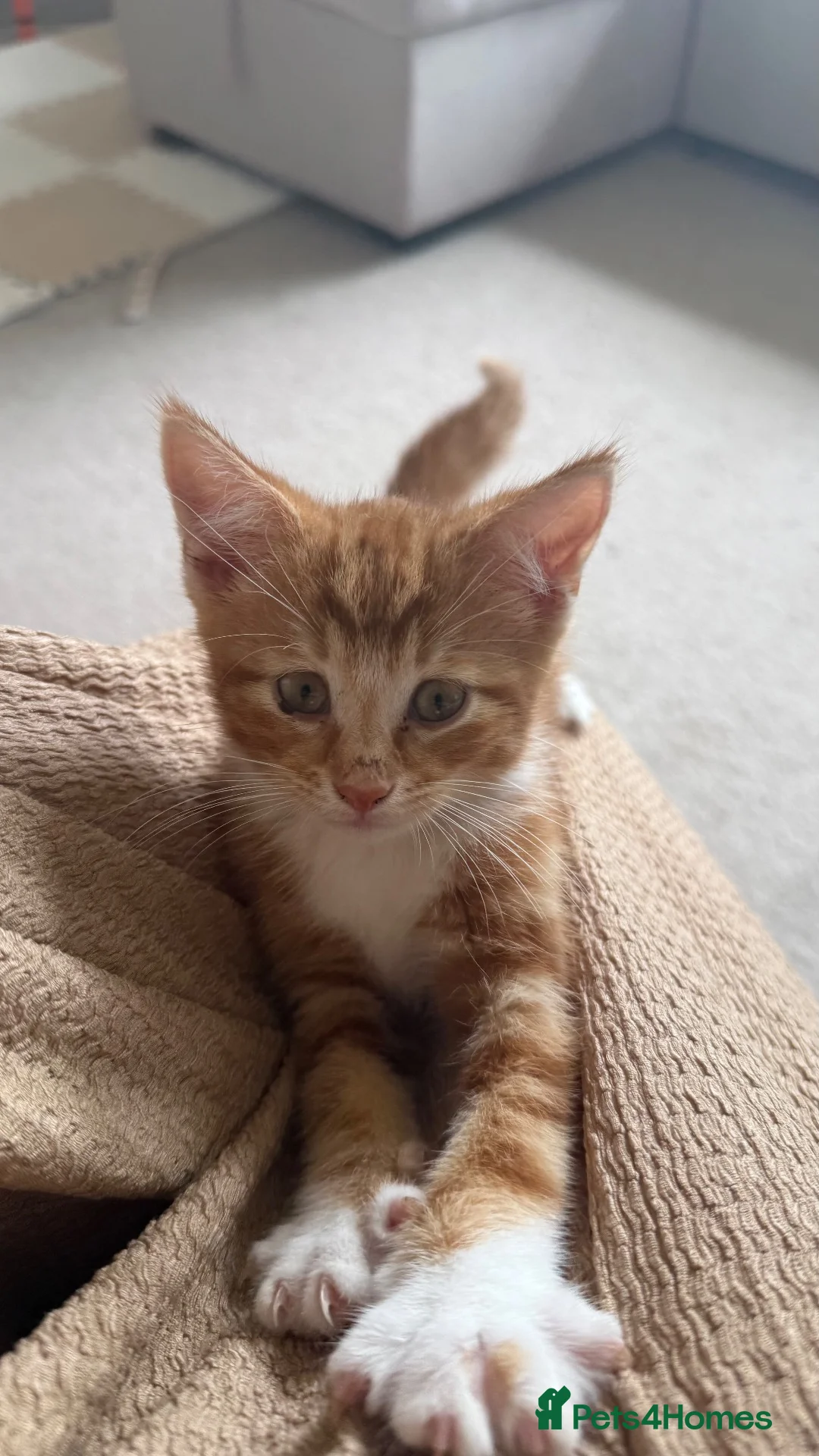 British Shorthair cats for sale: Kitten for sale - Advert 1