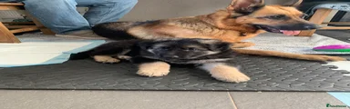 German Shepherd Yellow Female