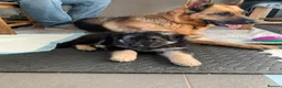 German Shepherd dogs for sale: Quality Straight Backed German Shepherd Puppies - Advert 20