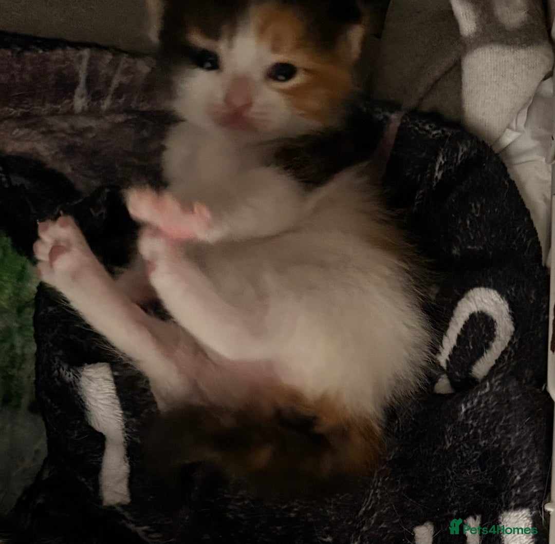 Mixed Breed cats for sale: 3 beautiful kittens for sale - Image 11