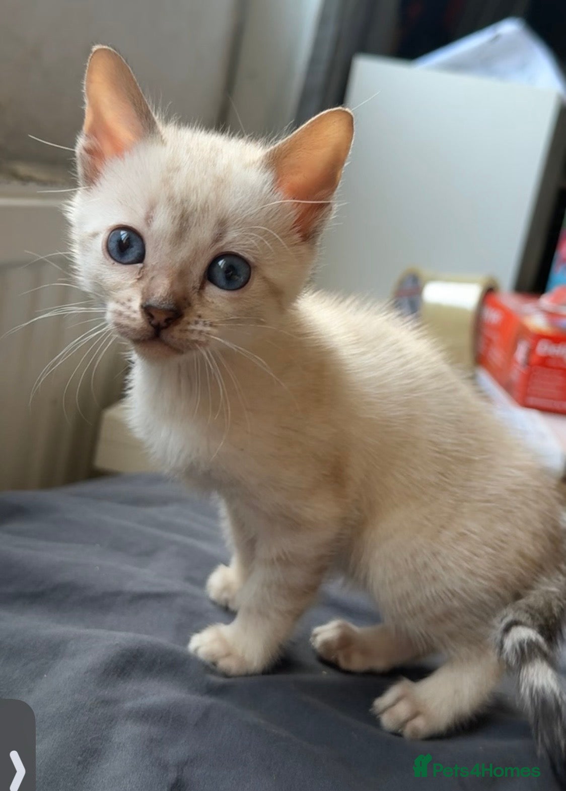 Bengal cats for sale: Full bengal kittens in Plymouth - Advert 9