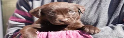 Labrador Retriever dogs for sale: Chocolate Labrador puppies Kc reg health tested - Advert 10