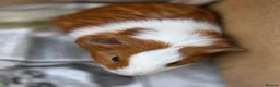 Guinea Pig rodents for sale: Male Guinea Pig Babies - Advert 6