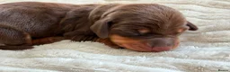 Miniature Dachshund dogs for sale: Beautiful Miniature Daschund Puppies  - Advert 12