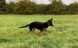 German Shepherd dogs for sale: 25 years experience breeding German Shepherds  - Image 14
