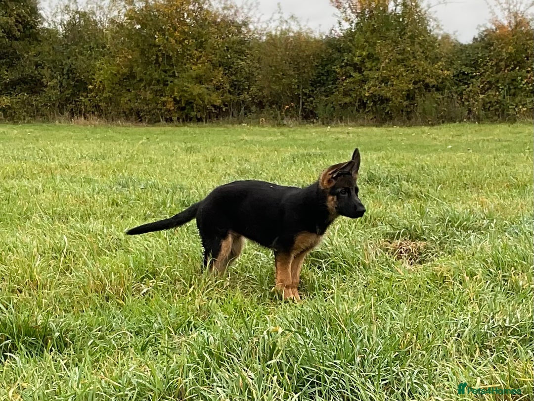 German Shepherd dogs for sale: 25 years experience breeding German Shepherds  - Image 14