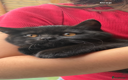 British Shorthair cats for sale: BSH Kittens 1 Chocolate Girl Left Now REDUCED! - Image 1