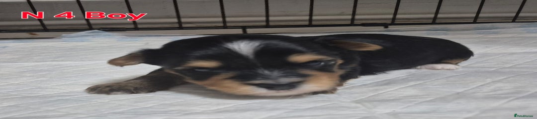 Biewer Terrier Puppy 4