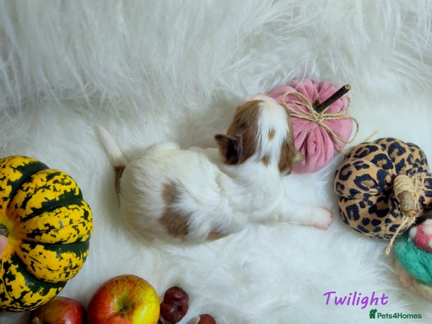 Yorkshire Terrier dogs - Advert 4