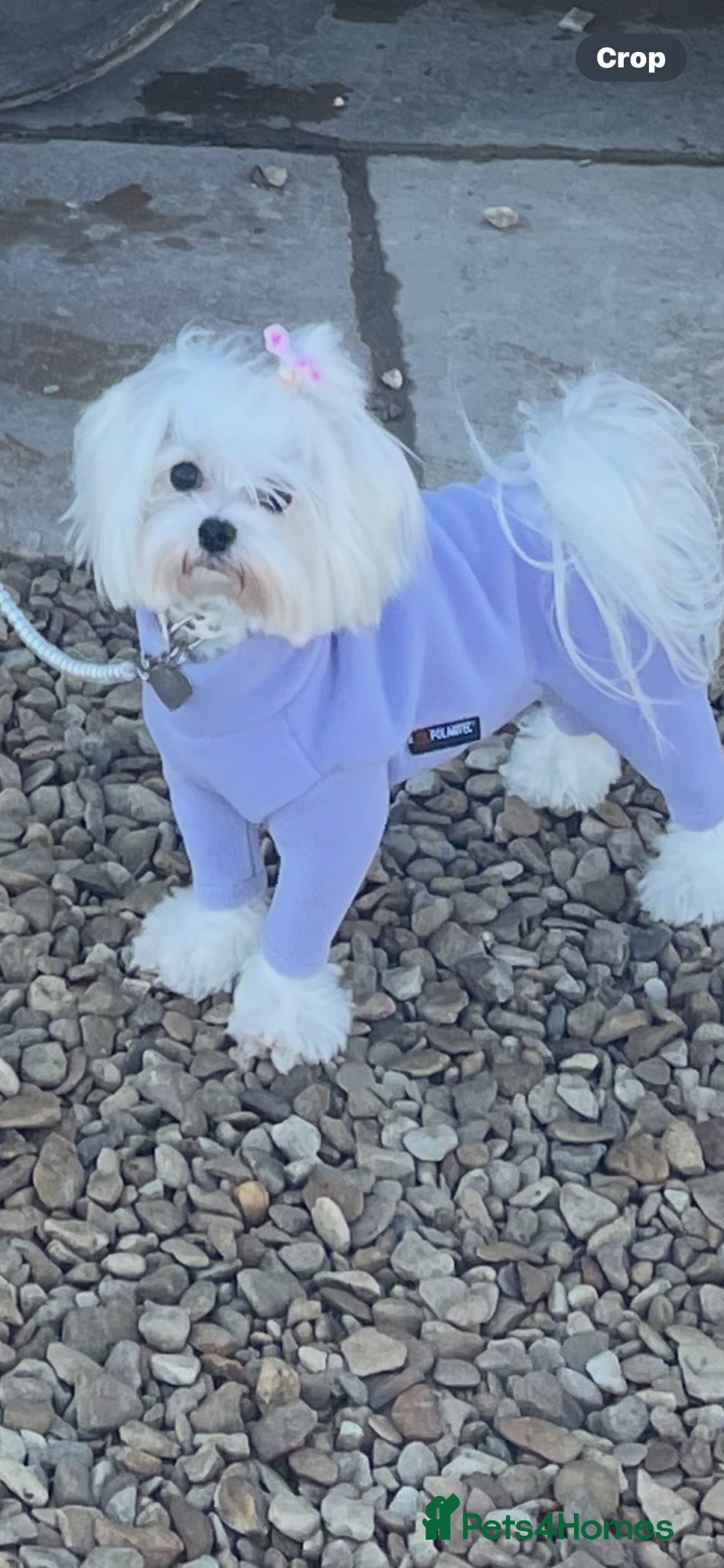 Maltese dogs for sale: Kc reg Maltese 2 years old  - Advert 1