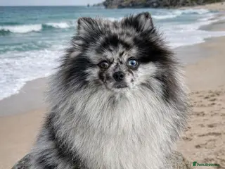 Pomeranian dogs Merle adult boy blue eye 💎🐼 - Advert 5