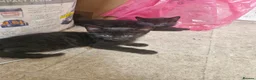Domestic Shorthair cats for sale: Black kittens & black and white kittens - Advert 11