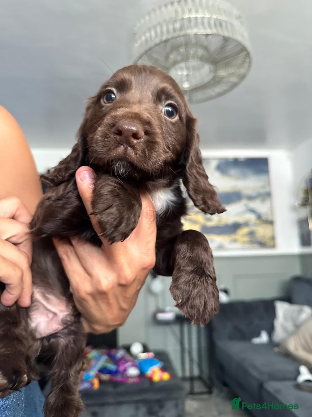 Cocker Spaniel dogs Fully Health tested kc registered working cocker  - Advert 14