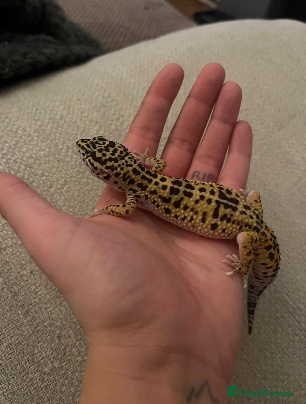 Leopard Gecko reptiles Leopard gecko for sale - Advert 2