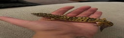 Leopard Gecko reptiles for sale: Leopard gecko for sale - Advert 1