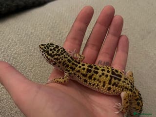 Leopard Gecko reptiles Leopard gecko for sale - Advert 11