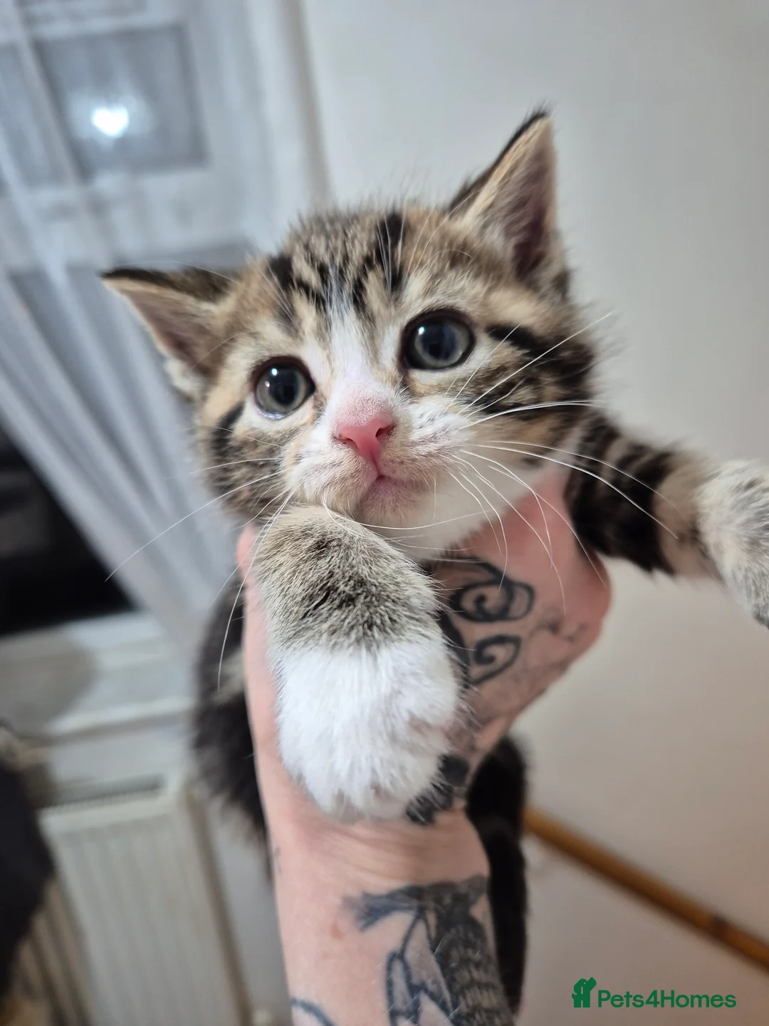 Bengal cats for sale: Beautiful Bengal X kittens - Advert 7