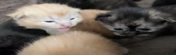 Mixed Breed cats for sale: Half-Ragdolls Kitties in Sheffield - Advert 7