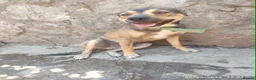 Mixed Breed dogs for adoption: Lucky 1 year small/medium Macedonian Rescue - Advert 3