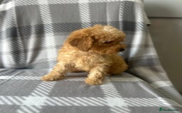 Miniature Poodle dogs for sale: Small size beautiful perfect poodle babys - Image 6