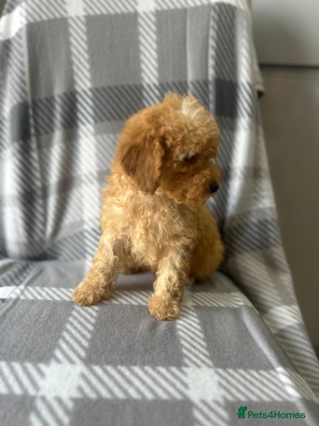 Miniature Poodle dogs for sale: Small size beautiful perfect poodle babys - Image 6