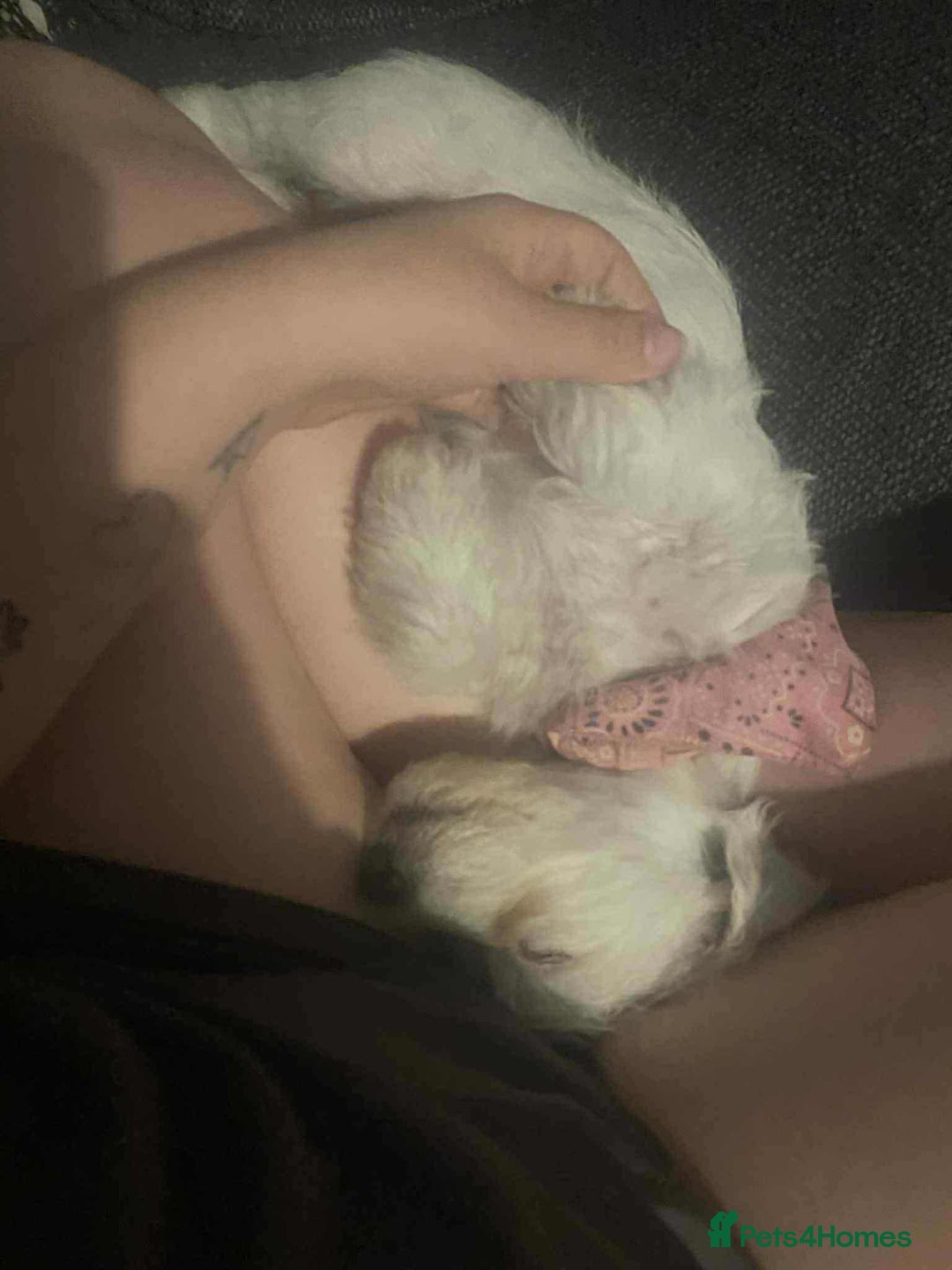 Mixed Breed dogs for sale: Female westiepoo  - Image 6