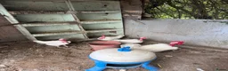 Chickens poultry for sale: Breeding groups of chickens - Advert 7