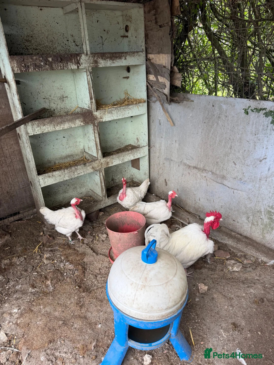 Chickens poultry for sale: Breeding groups of chickens - Advert 7