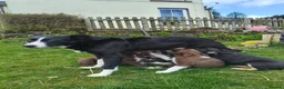 Mixed Breed dogs for sale: 3/4 border collie pups  in West Linton - Advert 8