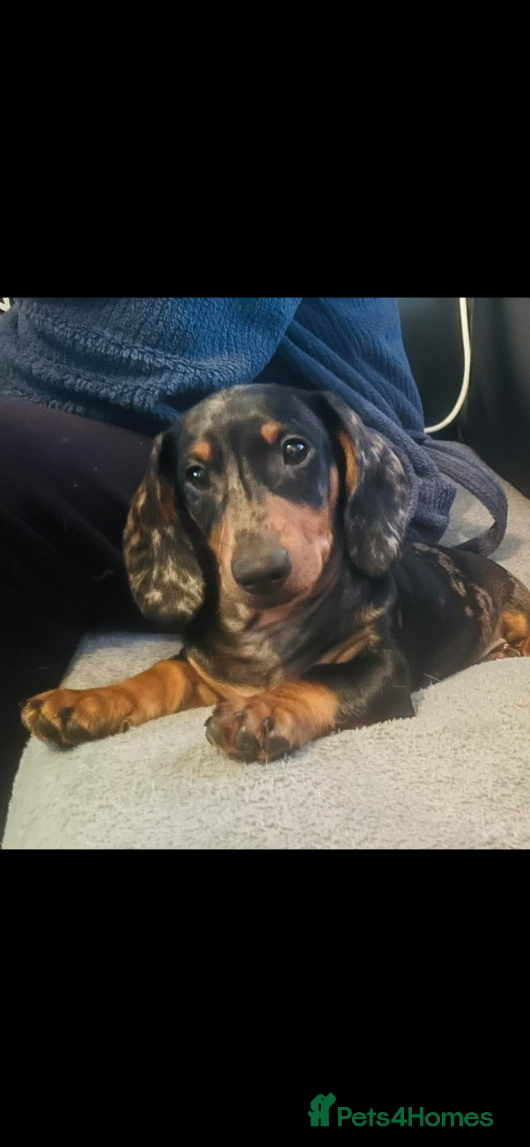 Miniature Dachshund dogs for stud: Kc reg silver dapple miniature dachshund  - Advert 1