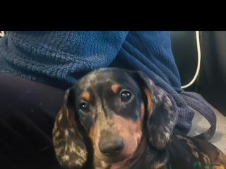 Miniature Dachshund dogs Kc reg silver dapple miniature dachshund - Advert 1