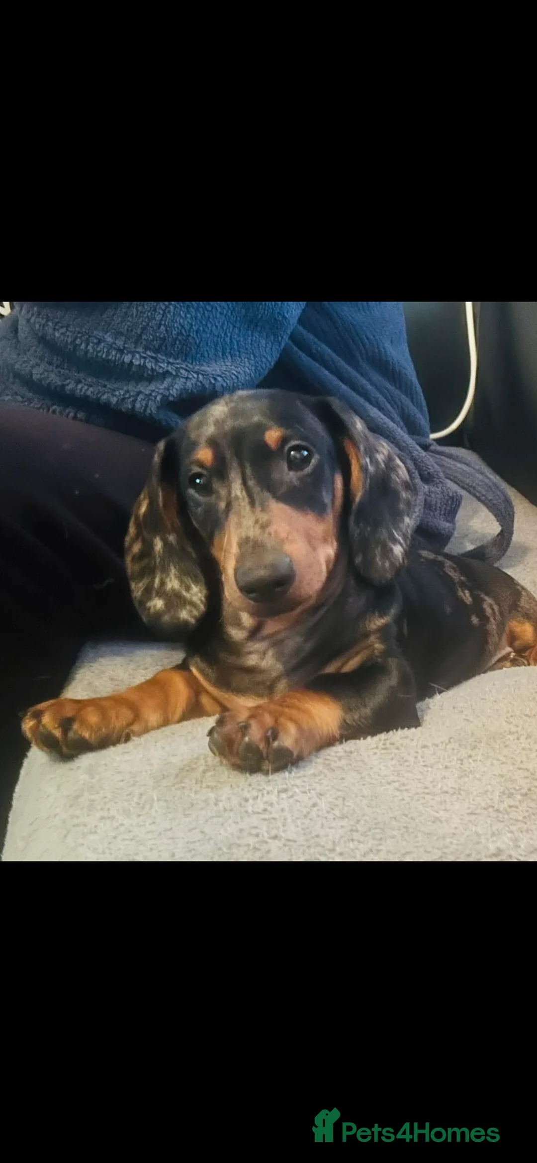 Miniature Dachshund dogs for stud: Kc reg silver dapple miniature dachshund  - Advert 1