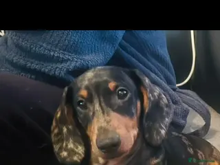 Miniature Dachshund dogs Kc reg silver dapple miniature dachshund - Advert 13