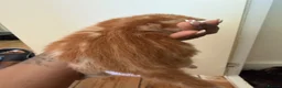 Mixed Breed cats for sale: Beautiful Mixed Kittens  - Advert 10