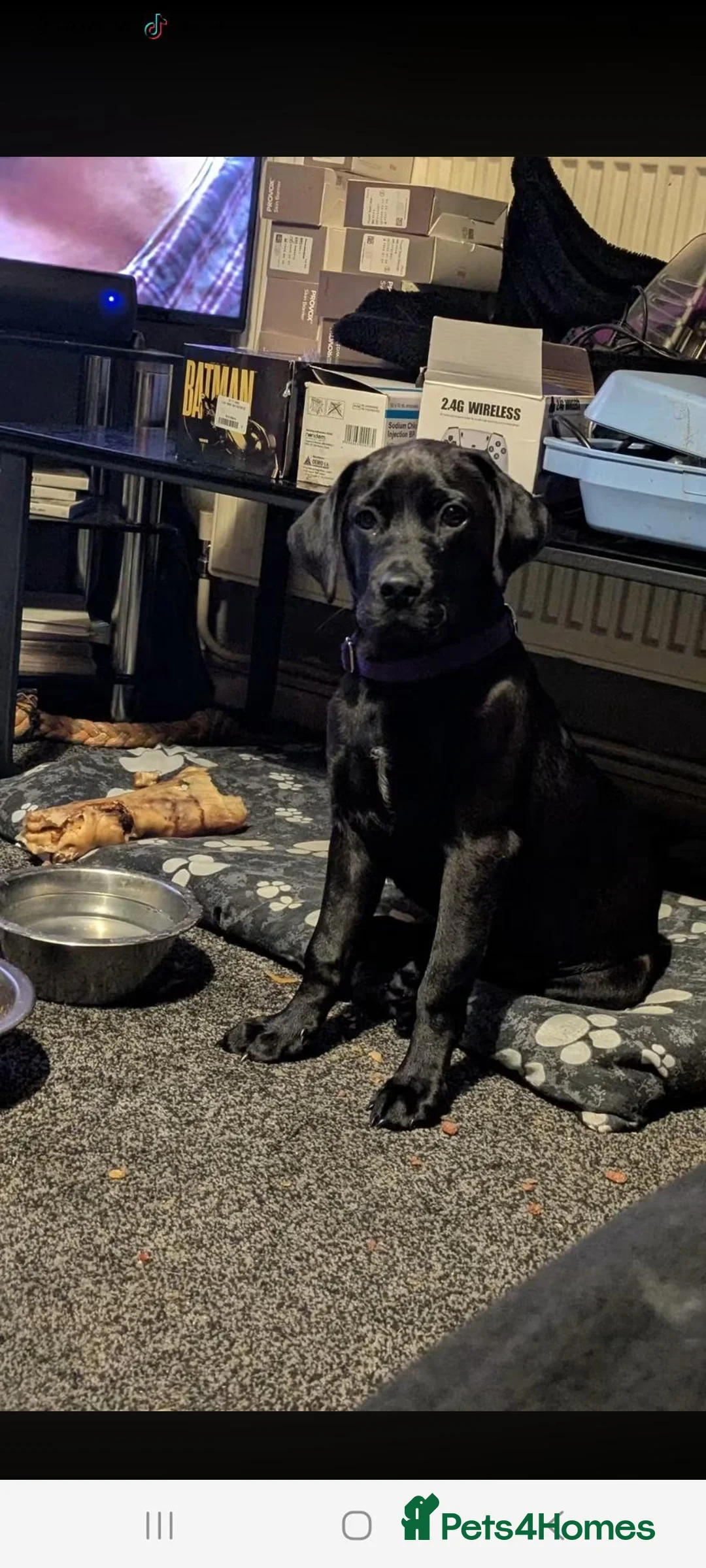 Mixed Breed dogs for sale: Bella age 1 and half  in Dudley - Advert 1