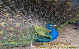 Peafowl poultry for sale: Peafowl Breeding stock for rehome - Image 4