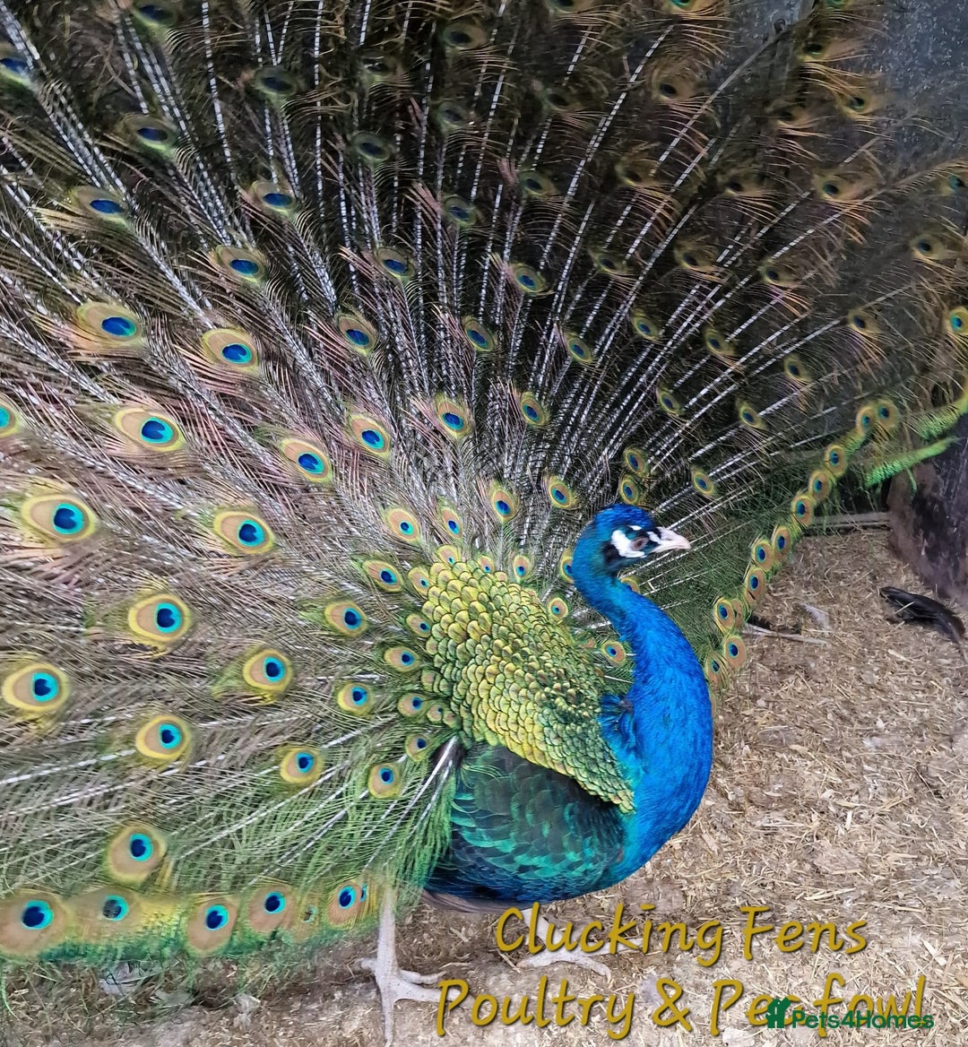Peafowl poultry for sale: Peafowl Breeding stock for rehome - Image 4