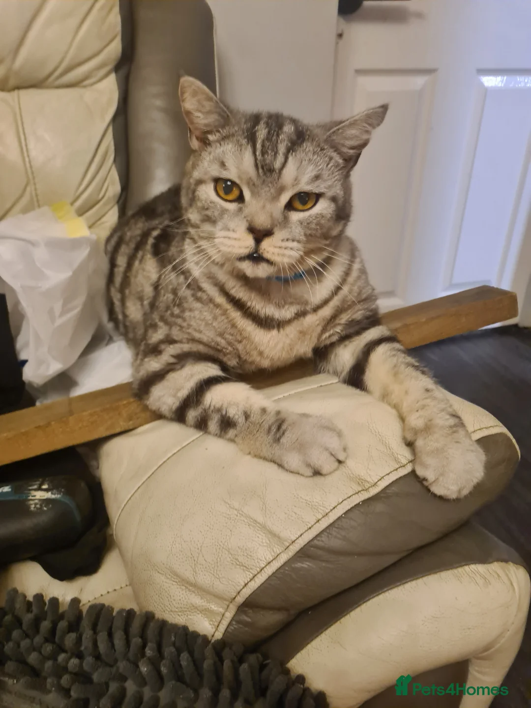 American Shorthair cats for sale: American short hair cat in South Ockendon - Advert 7
