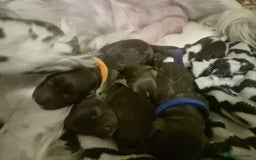 Cocker Spaniel dogs for sale: Working cocker spaniel puppies - Image 5