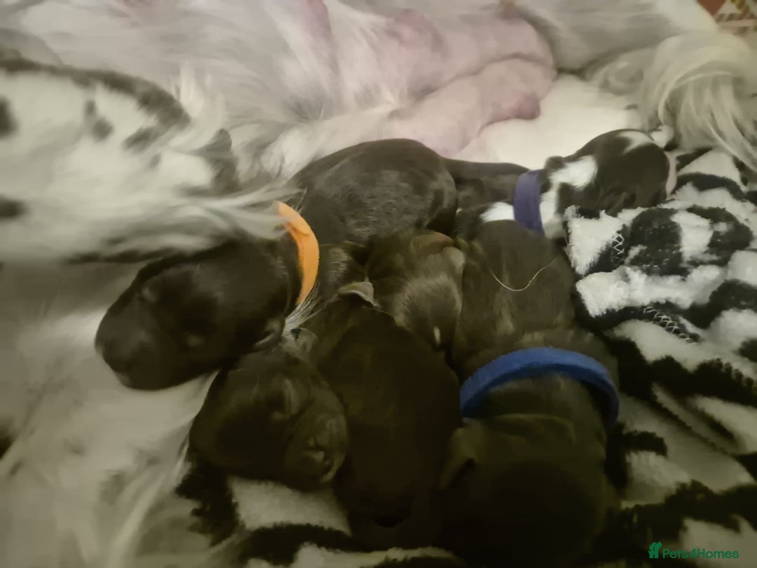 Cocker Spaniel dogs for sale: Working cocker spaniel puppies - Image 5