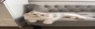 Tiny