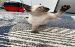 Mixed Breed cats for sale: 5 kittens for sale - Image 8