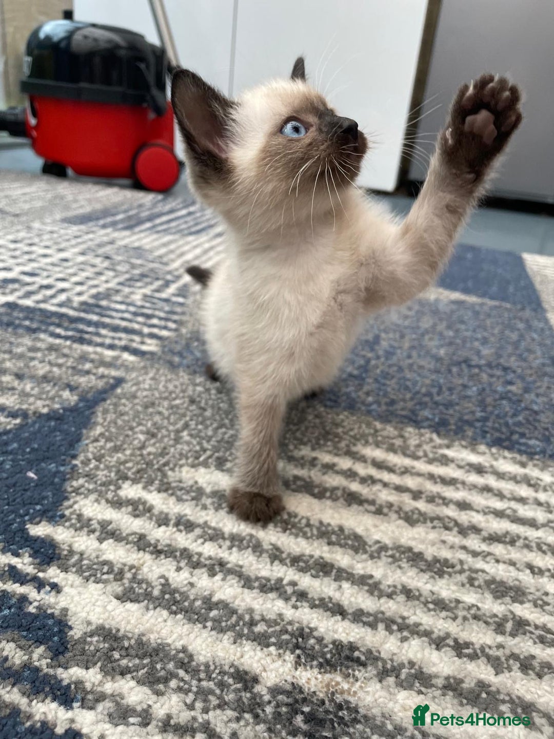 Mixed Breed cats for sale: 5 kittens for sale - Image 8