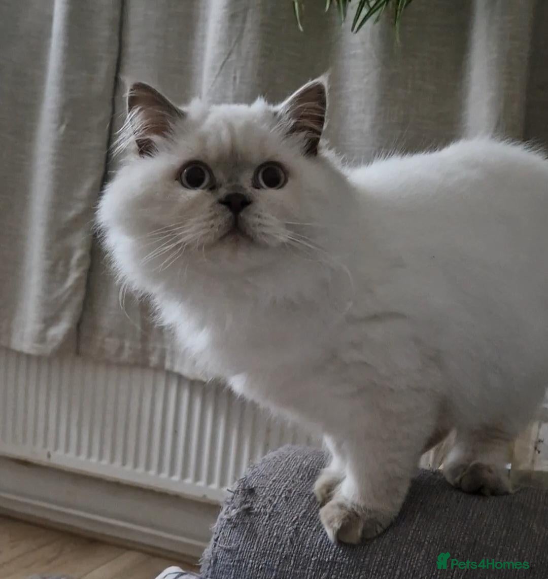 British Shorthair cats Lilac point boy British Shorthair Longhair - Advert 4