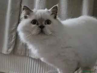 British Shorthair cats Lilac point boy British Shorthair Longhair - Advert 4
