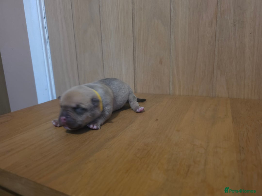 American Bully dogs for sale: Pocket bully puppies - Advert 21