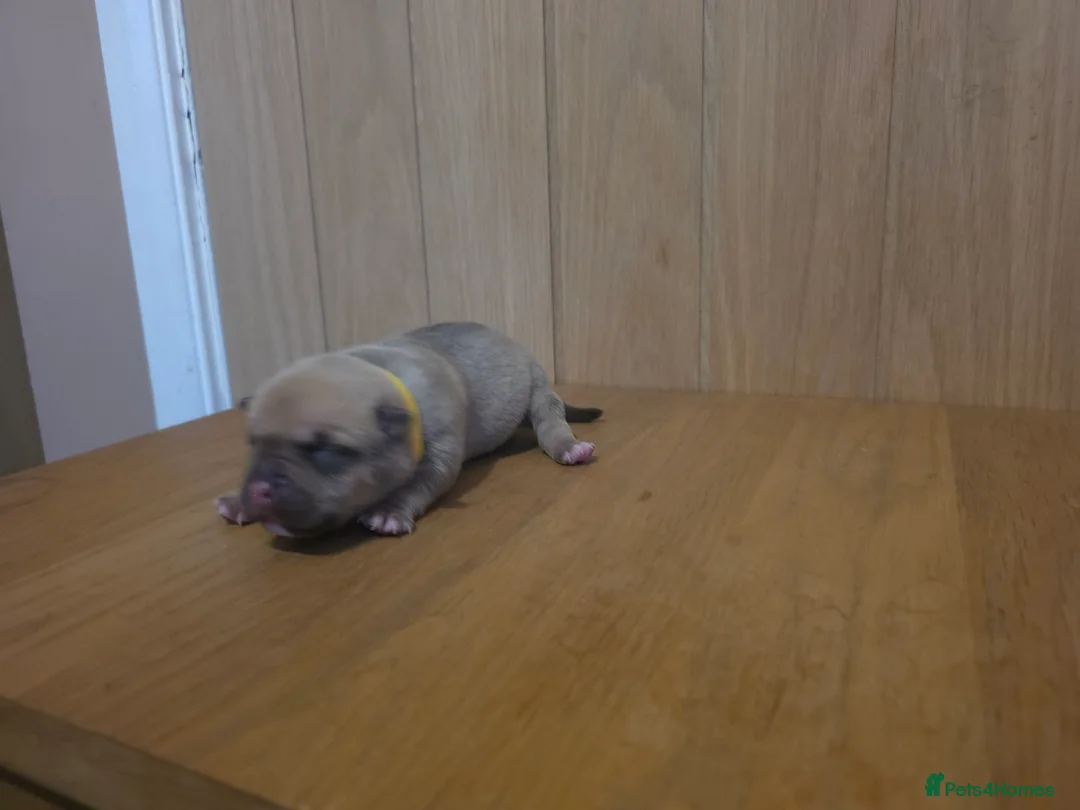American Bully dogs for sale: Pocket bully puppies - Advert 11