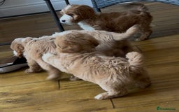 Cockapoo dogs for sale: F1 cockapoo puppies  in Esher - Image 12